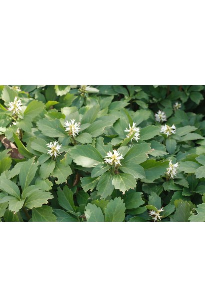 Пахісандра верхівкова утворює густий зелений килим у тіньовому саду.